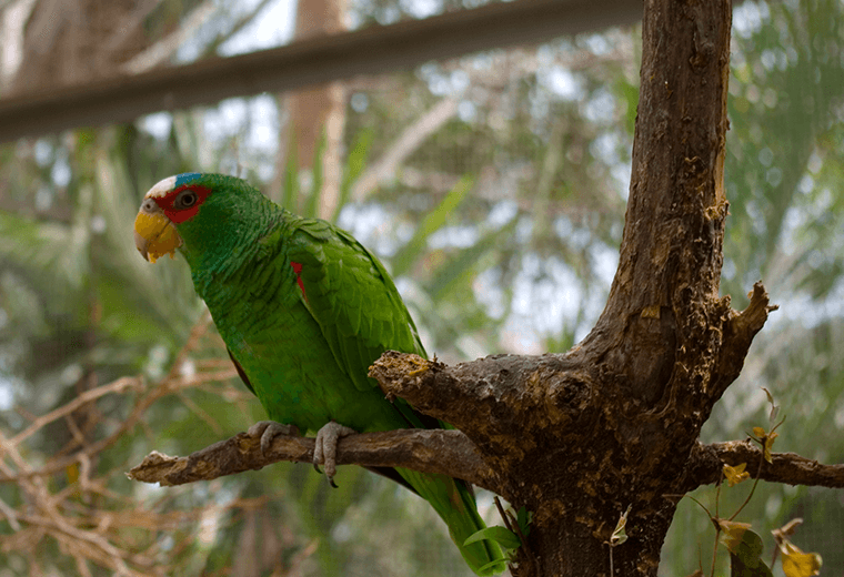 White-fronted parrot: they kiss when they fall in love...