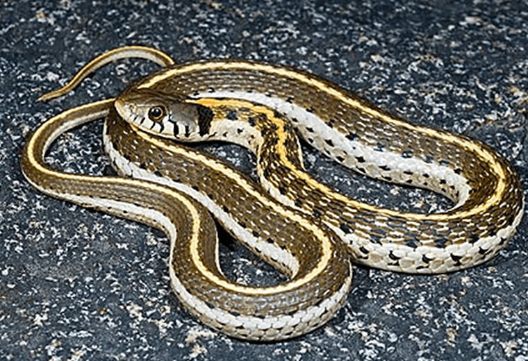 Red-sided garter snake: they form 'mating balls' of up to 100 males.