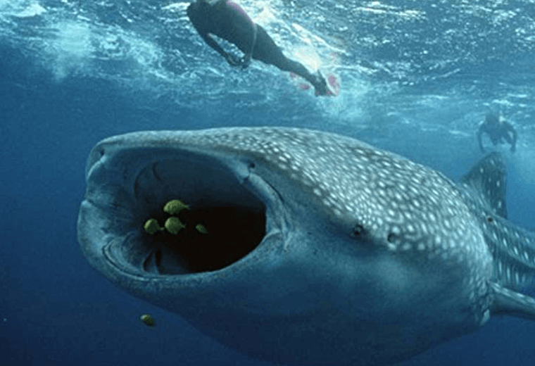 The megamouth shark swims with its mouth constantly open.