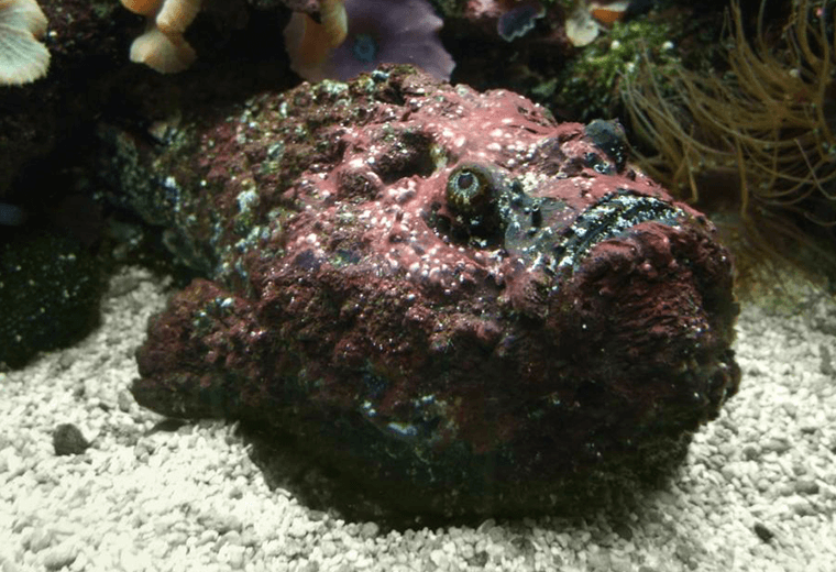 Stonefish: highly venomous and dangerous to humans.
