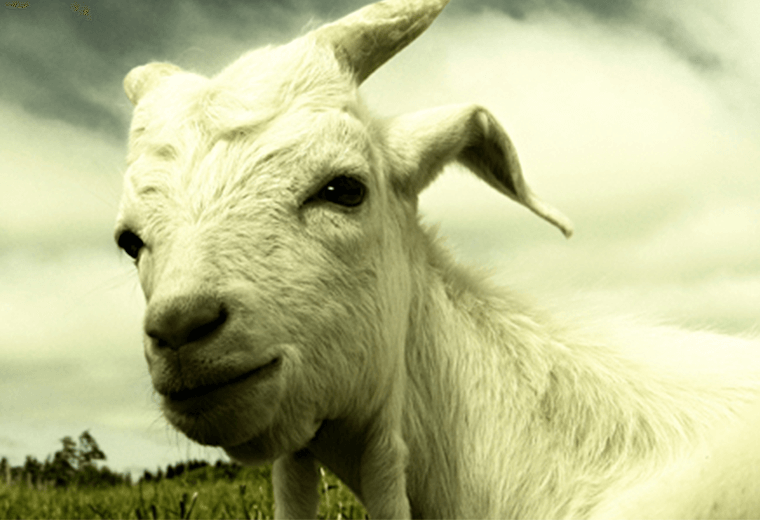 Goat