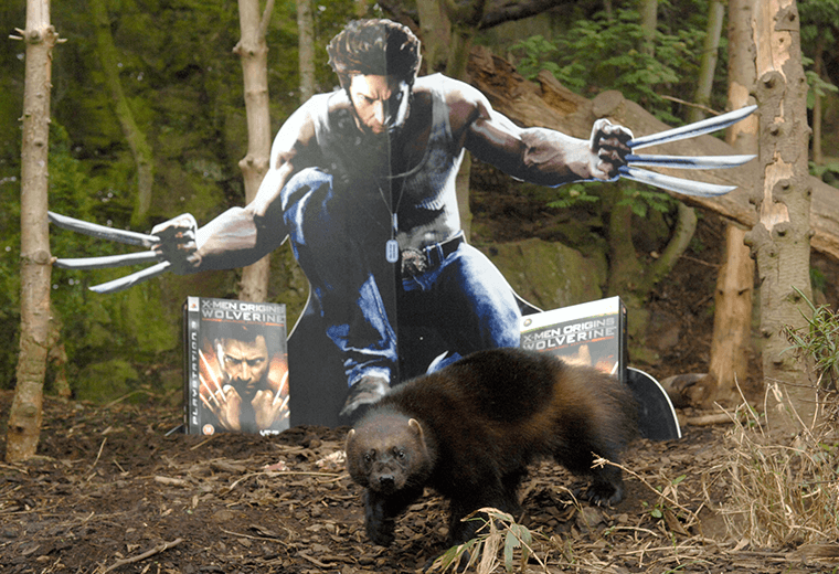 A cardboard cut out of Wolverine in the woods