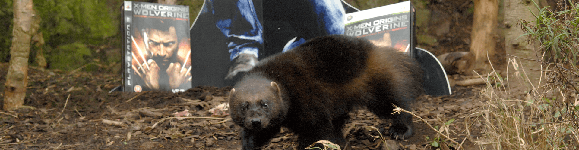 Wolverine