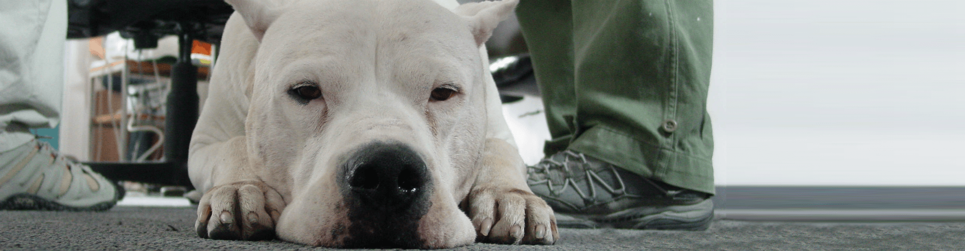 Bonbon El Perro - about a man and his dog.