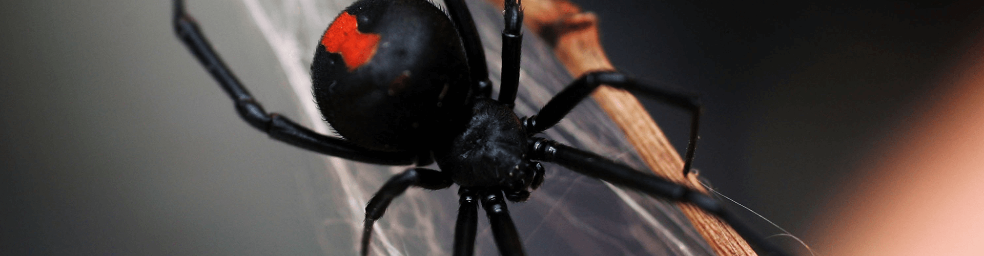 bizarre animal mating rituals virgin media