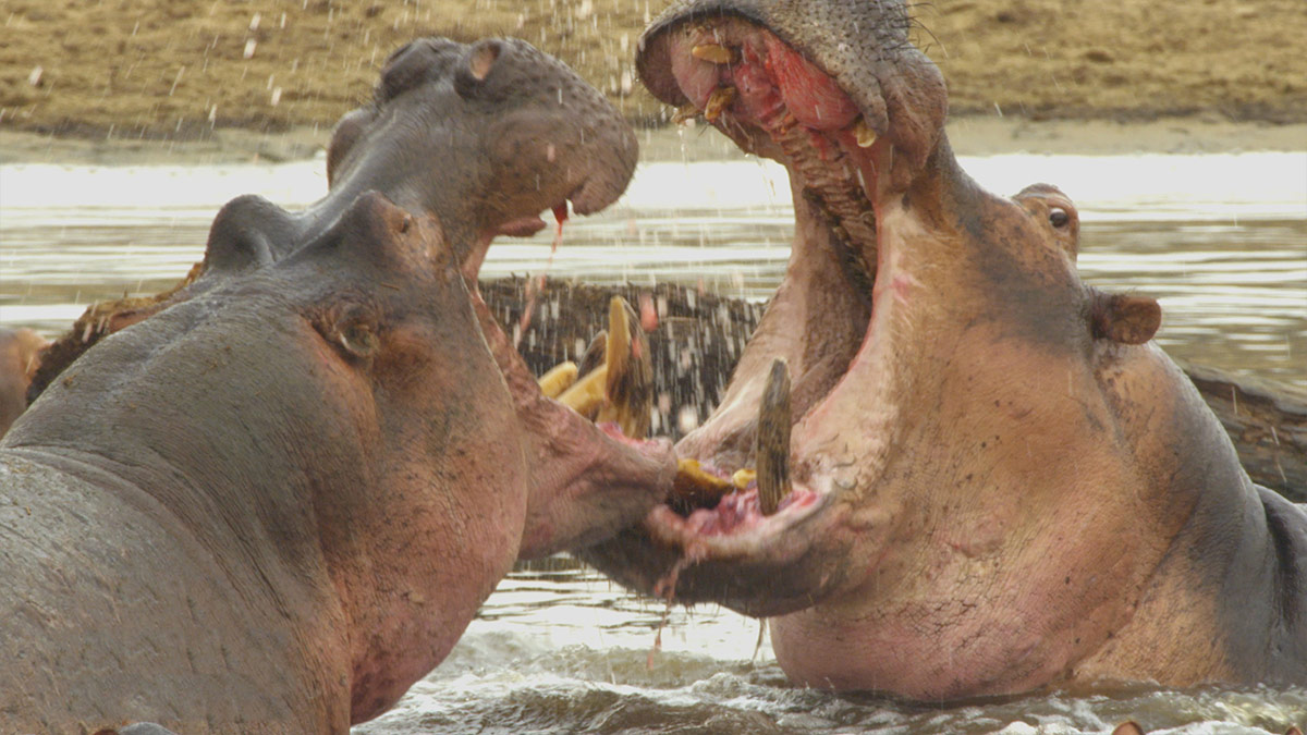 Hippos fighting in a river Untamed Valley Virgin TV Ultra HD