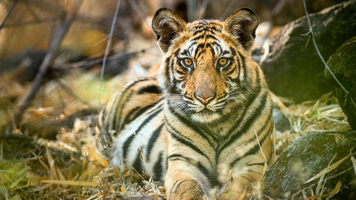 A tiger caught on camera in David Attenborough's Dynasties