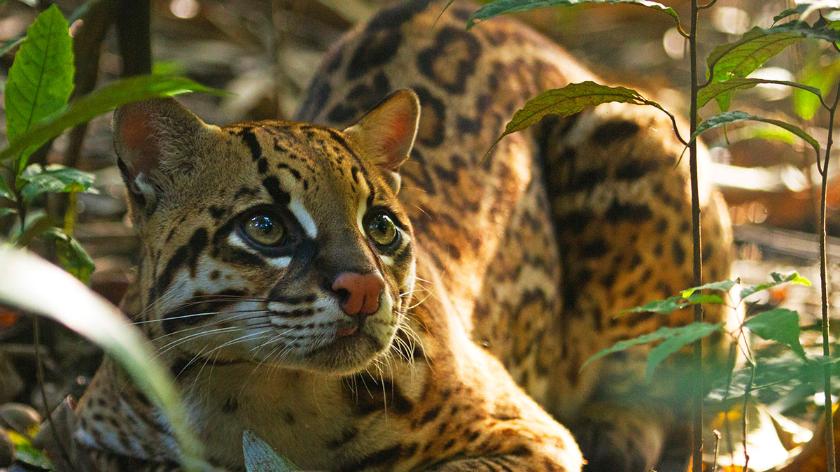 An Ocelot in the jungle