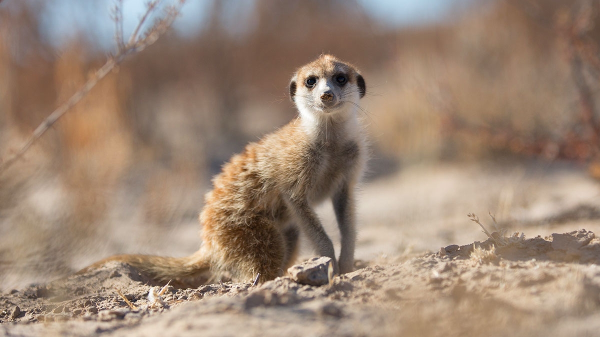 A meerkat in the desert