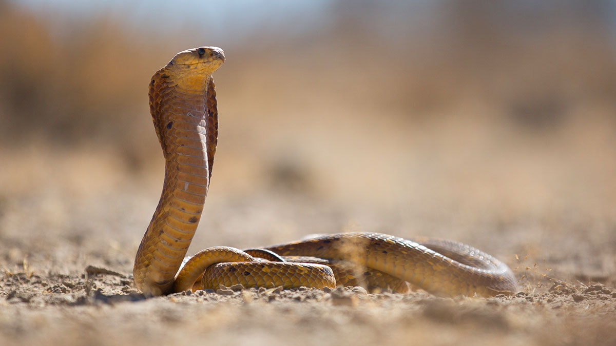 A cobra in the desert