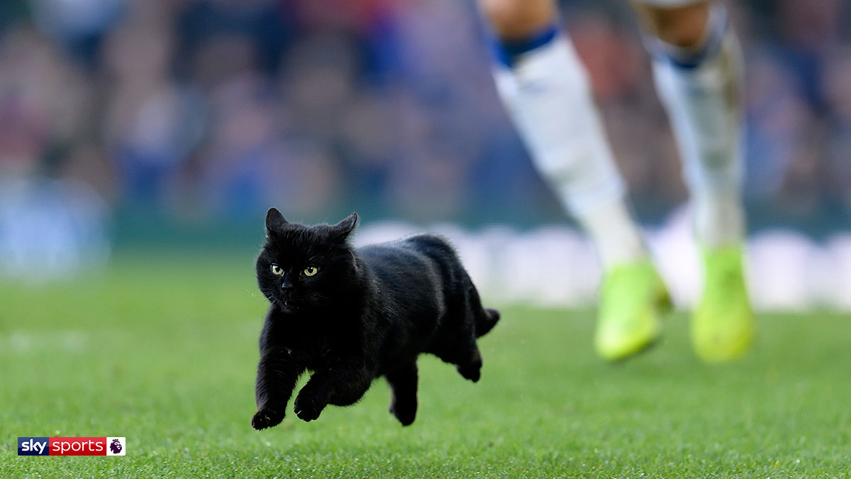 A black cat invades the pitch during Wolverhampton Wanderers v Everton