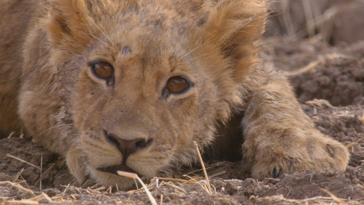 Still from Africa’s Hunters