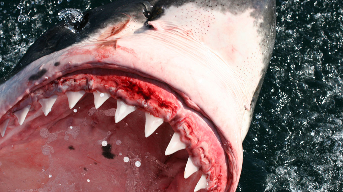 Close-up of a shark's mouth