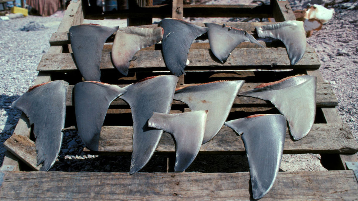 Shark fins drying on pallets