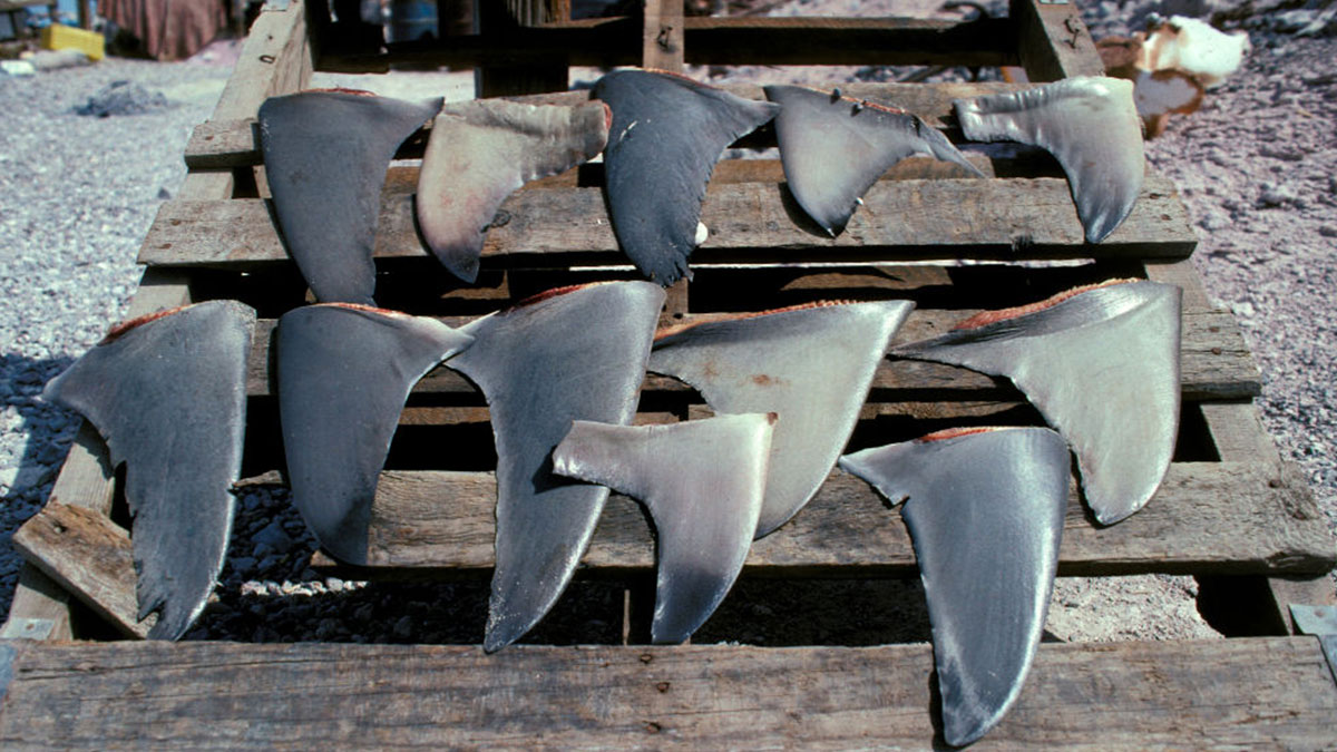 Why sharks are misunderstood! | Virgin Media