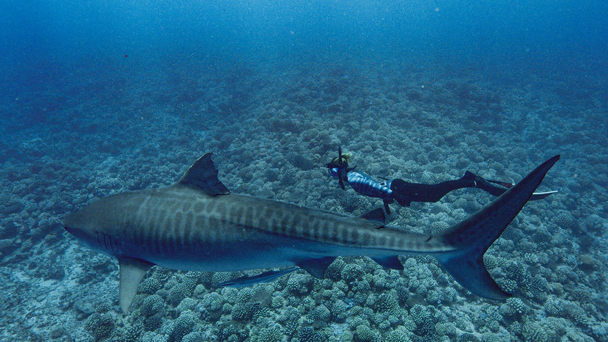 Still from World's Biggest Tiger Shark?