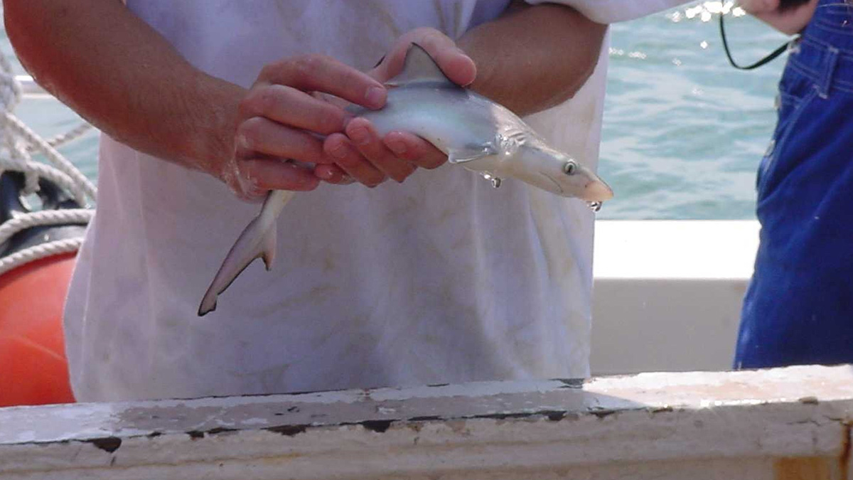 A baby Atlantic sharpnose 