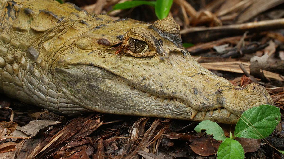 Surviving The Amazon on Virgin TV Ultra HD