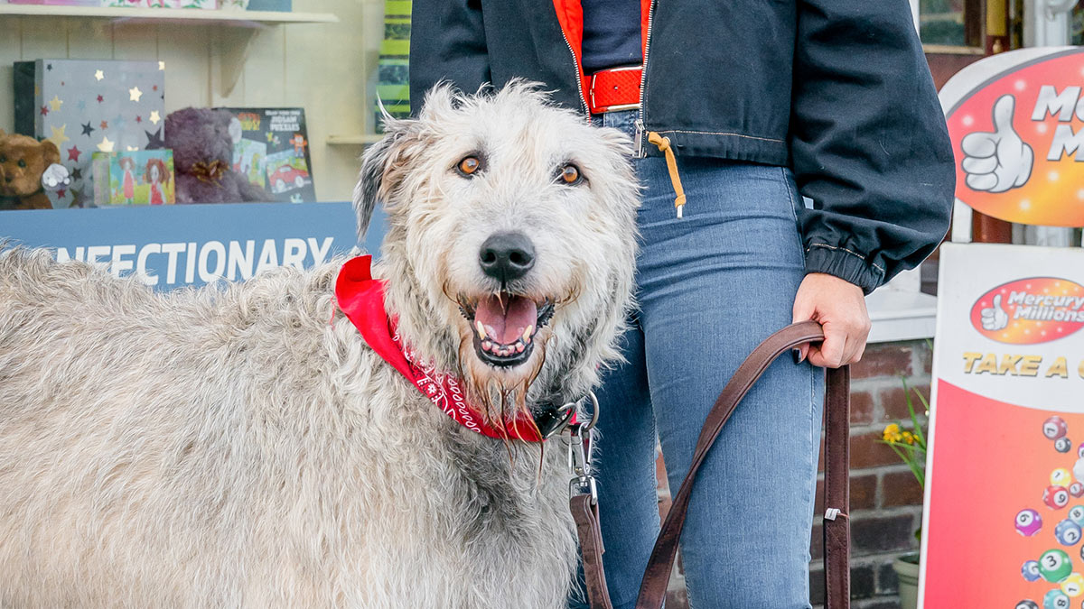 Ava the dog in The Syndicate on BBC One