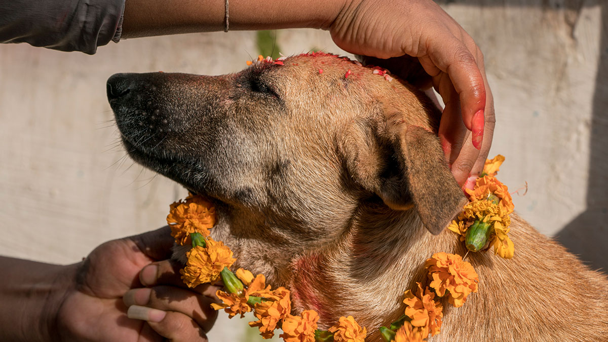 A dog wearing a marigold necklace in Dogs: The Untold Story