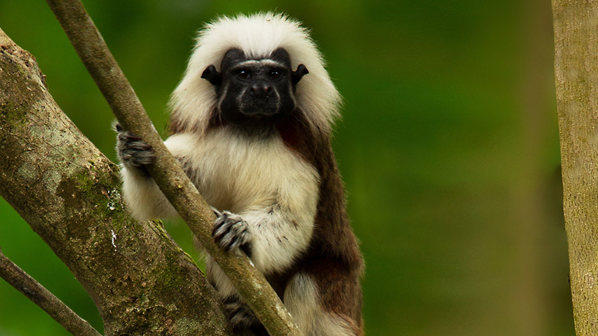 A monkey clings to a tree in Dawn To Dusk