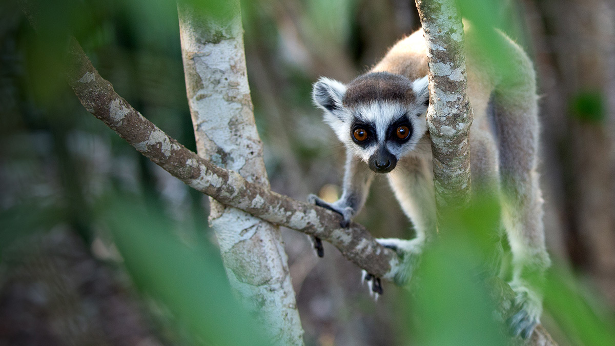 A lemur in Gangs Of Lemur Island