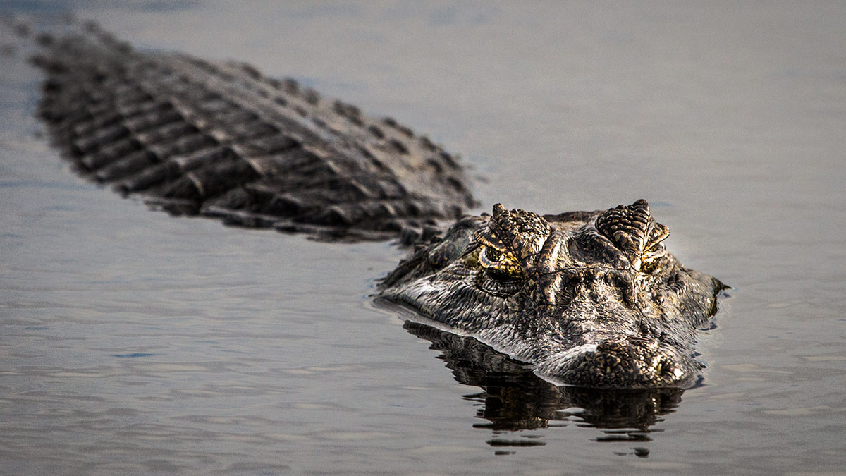 A crocodile in Impossible Croc Rescue