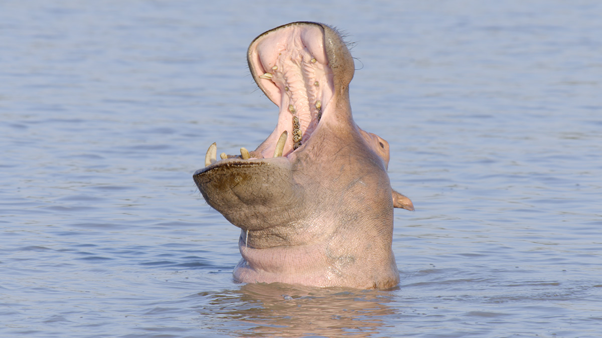 A hippo in Wildlife Icons