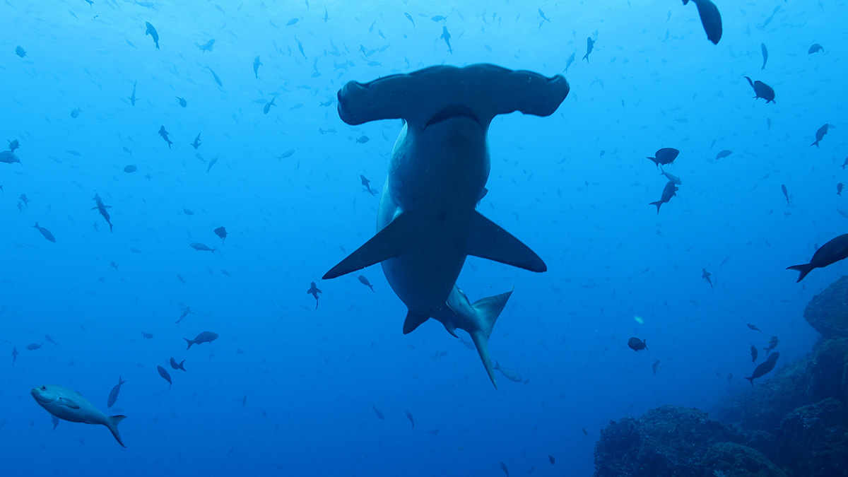 Still from World’s Biggest Tiger Shark?