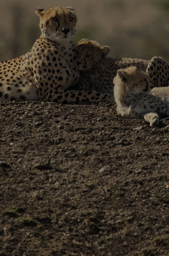 Big Cat Week 2018