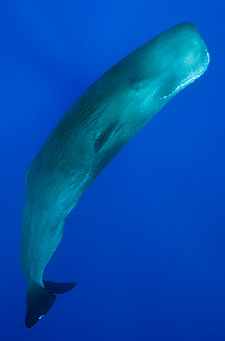 Whales Of The Deep 