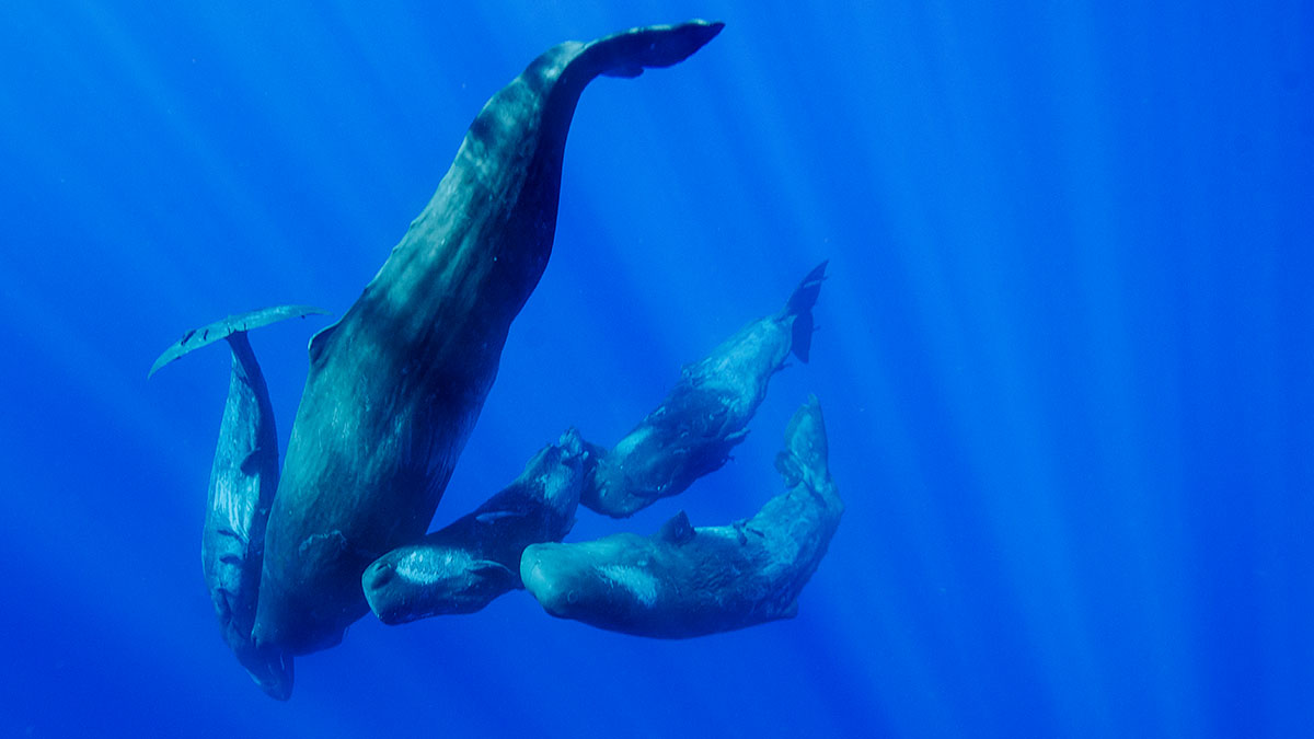 Whales Of The Deep