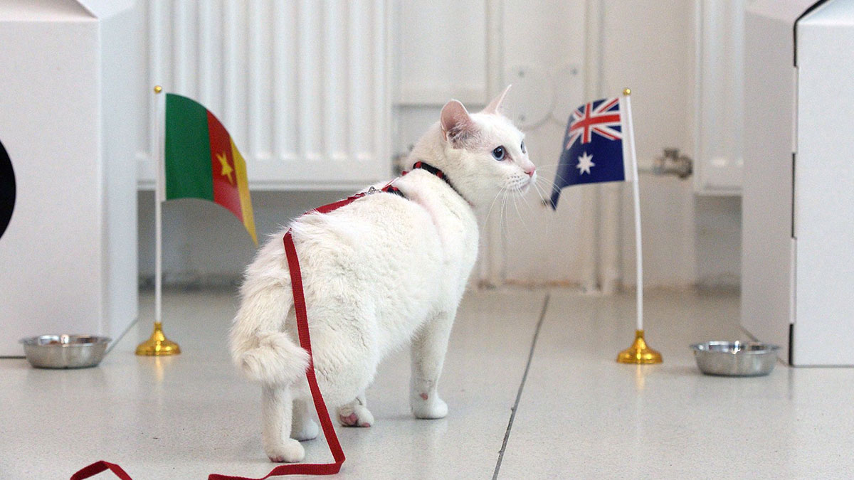 Achilles the cat