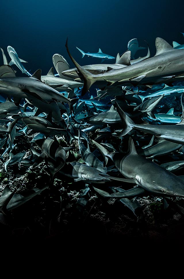 Sharks