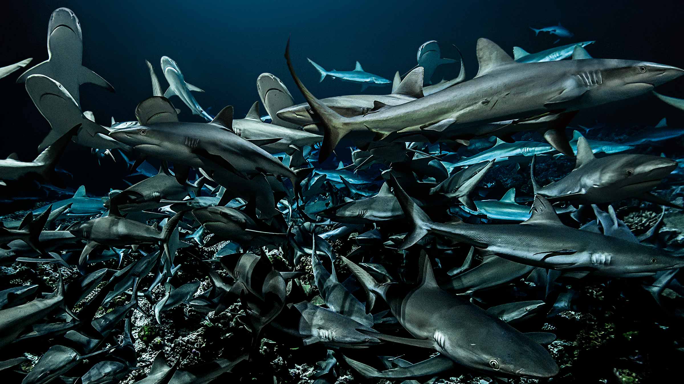 Sharks
