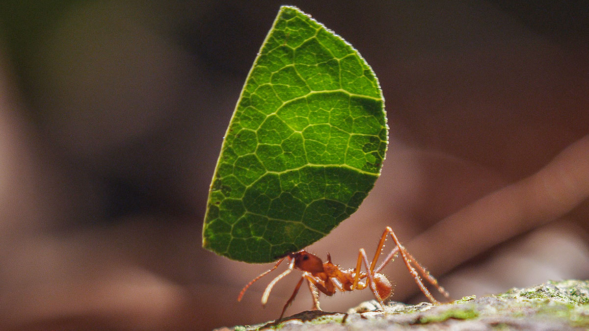 Champions Of Nature